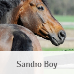 Sandro Boy